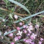 Boronia ledifolia Cvet