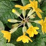 Primula × polyantha Bloem