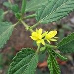 Corchorus hirtus പുഷ്പം