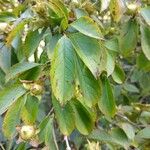 Stewartia rostrata Hoja