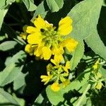Trigonella esculenta Çiçek
