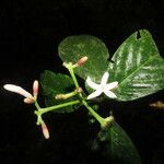 Palicourea psychotrioides Folha