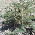 Achillea crithmifolia Folha