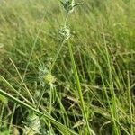 Justicia heterocarpa Habitus