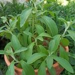 Stevia rebaudiana Ліст