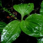 Liparis sambiranoensis Hoja