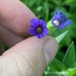 Pulmonaria mollis Květ