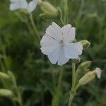 Silene dichotoma Λουλούδι