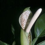 Philodendron rudgeanum Цветок