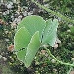 Marsilea quadrifolia Likasa