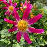 Dahlia tenuicaulis Floro