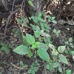 Lantana viburnoides Habitus