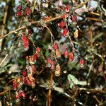 Berberis vulgaris Φρούτο