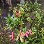 Ixora coccineaLeaf