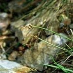 Carex pyrenaica Muu