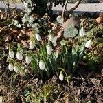 Galanthus plicatusBloem