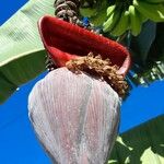 Musa acuminata Λουλούδι