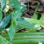 Zanthoxylum asiaticum पत्ता