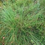 Festuca filiformis Lapas