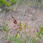 Indigofera pedunculata