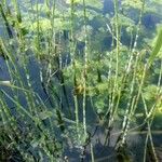 Equisetum fluviatile Φύλλο