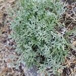 Artemisia caerulescens ᱥᱟᱠᱟᱢ