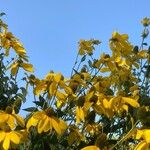 Rudbeckia nitida 花