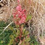 Rumex vesicarius 葉