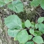 Ulmus laevis ഇല