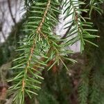 Picea omorika ഇല