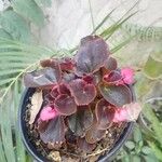 Begonia cucullataΛουλούδι