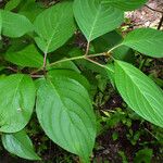 Cornus rugosa Ліст