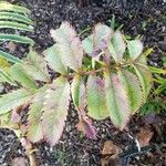 Melianthus major Blatt