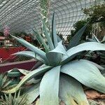 Agave guiengola Hábito