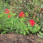 Rhodopentas parvifolia Flor