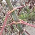 Dahlia imperialis Bark