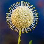 Cephalanthus occidentalis花