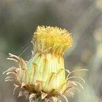 Phagnalon saxatile Λουλούδι