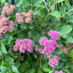 Spiraea douglasiiFiore