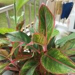 Aglaonema commutatumFeuille