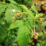 Rubus idaeus Alkat (teljes növény)