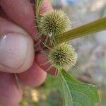 Hyptis brevipes Flor