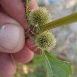 Hyptis brevipes Flower