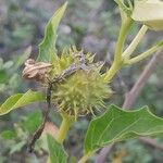 Datura ferox 果實