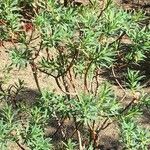 Euphorbia dendroides Leaf