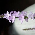 Verbena halei फूल