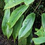 Begonia longipetiolata Blad
