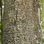 Licania densiflora Bark