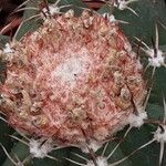 Melocactus matanzanus Blüte