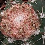 Melocactus matanzanus Květ